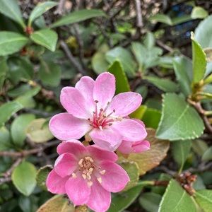 Meet your Posher, Liko